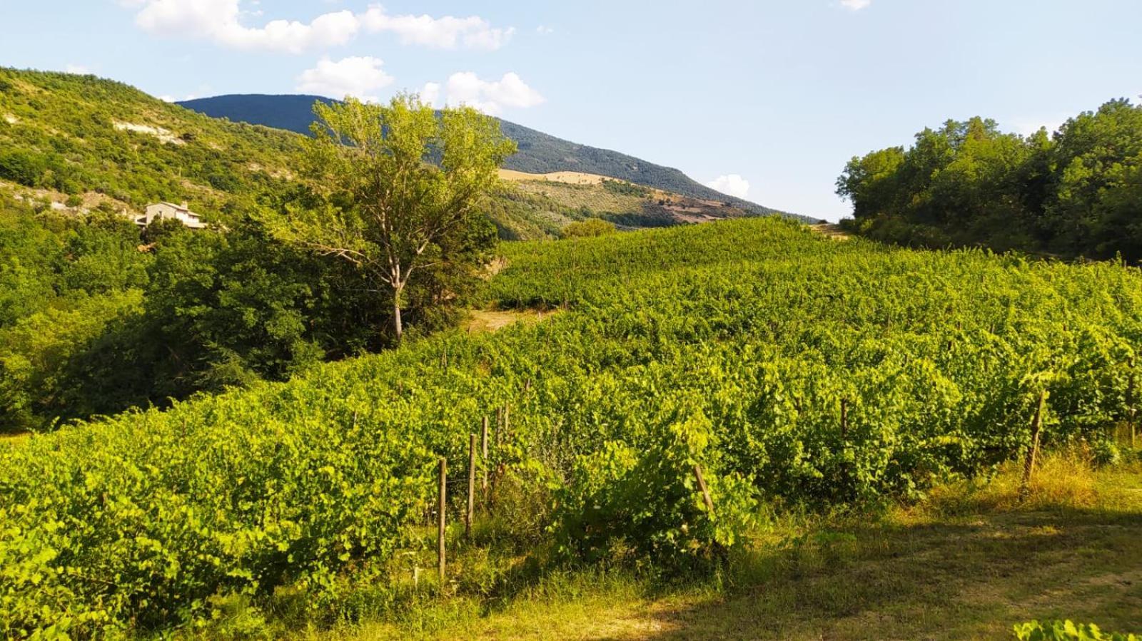 Re Artu Assisi Country Lifestyle Aparthotel Екстериор снимка